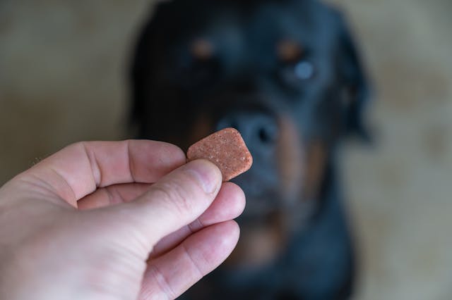 Chewable tablet receives FDA approval for internal and external parasites in dogs