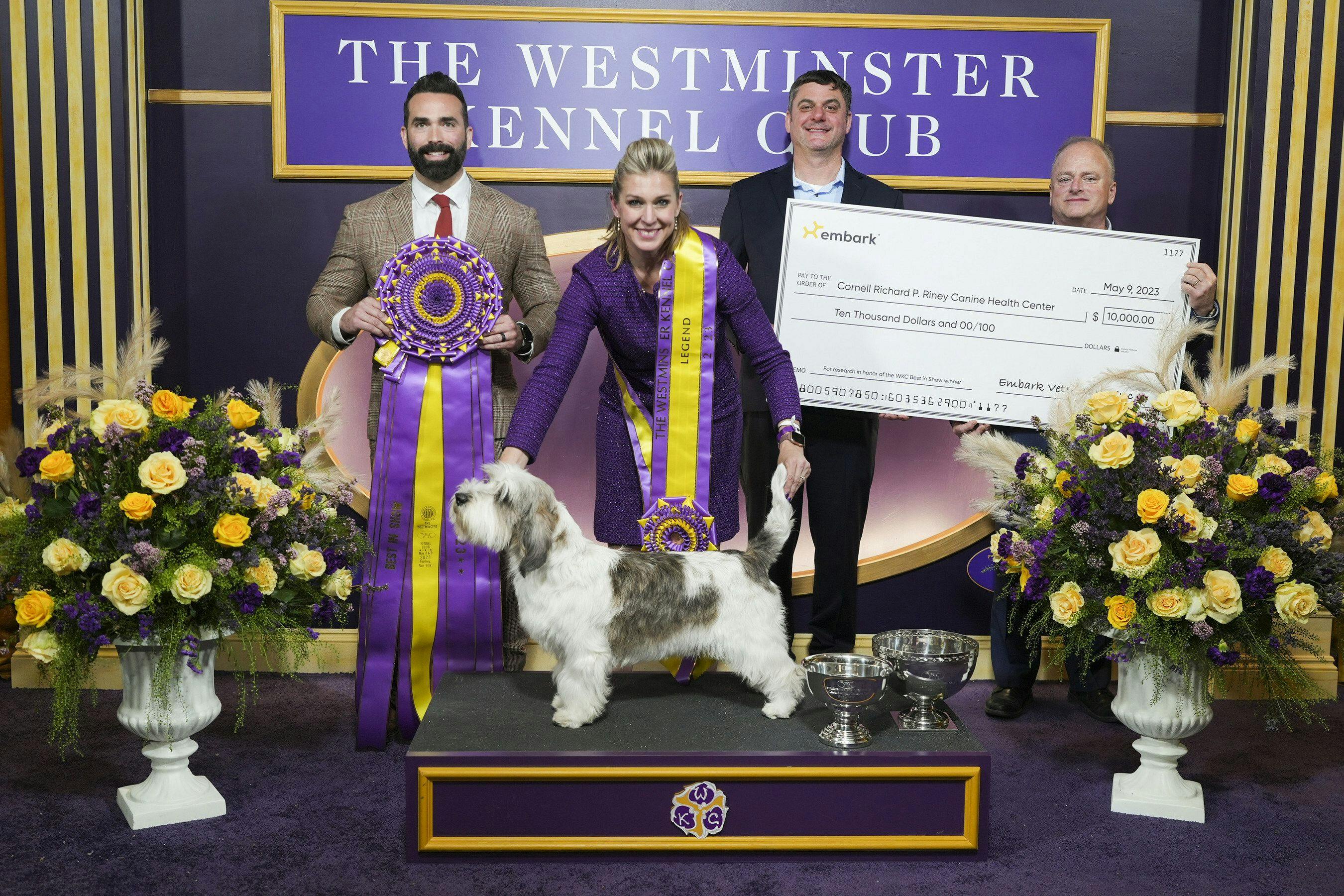Buddy the Petit Basset Griffon Vendéen, at the Westminster Dog Show. ( Image courtesy of Embark Veterinary Inc)