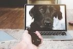 First Video-Based Canadian Veterinary Telehealth Company Launched