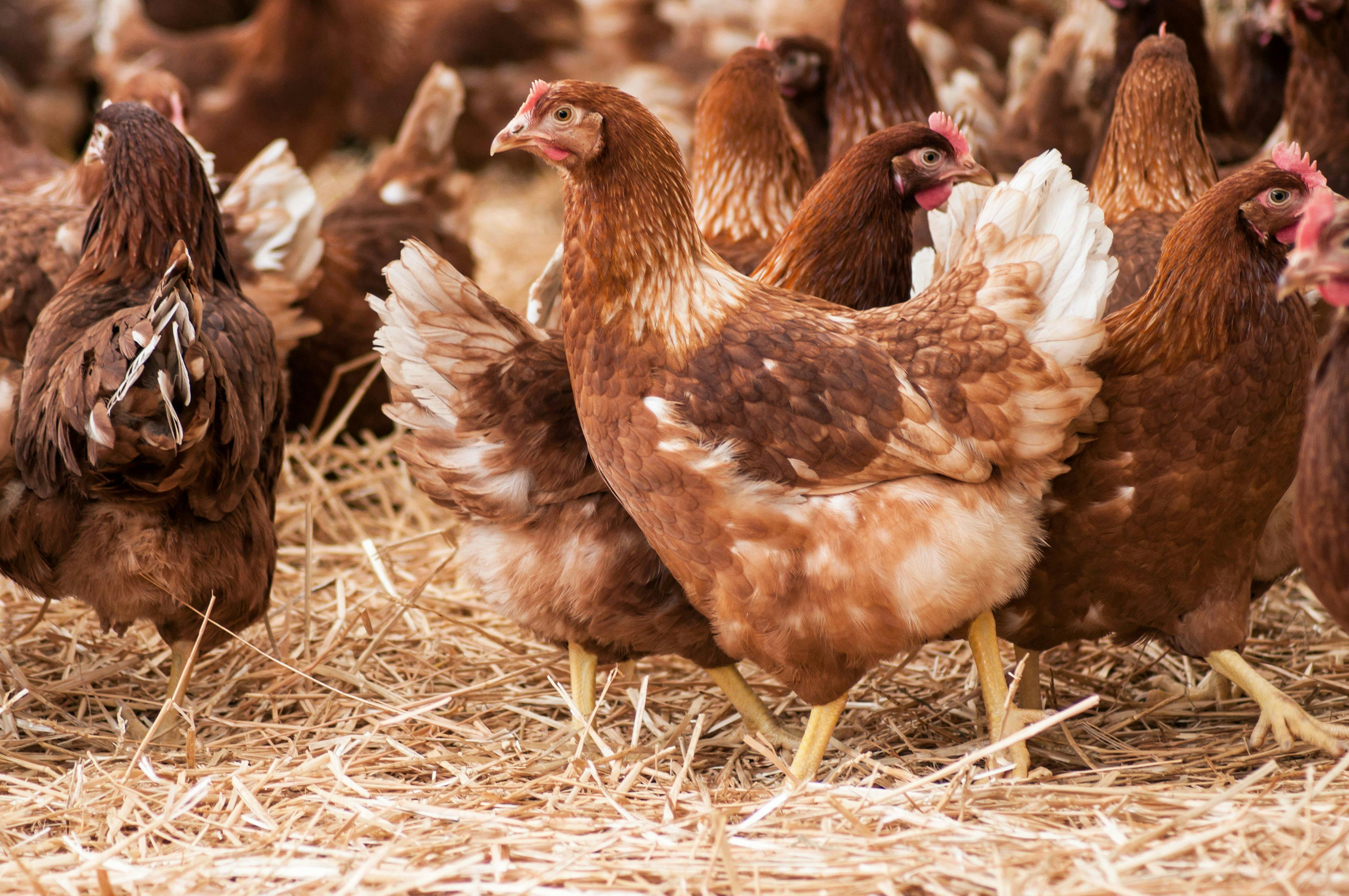 New avian influenza test could help protect poultry and public health
