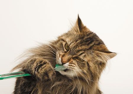 veterinary-cat-toothbrush-main-coon-157527341-450.jpg