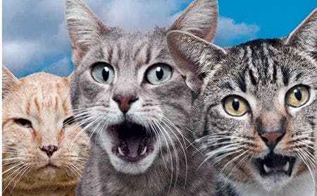 veterinary_cats_surprise_mouth_open_103736374_450.jpg