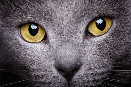 veterinary-cat-face-grey-eyes-yellow-166423370_450.jpg