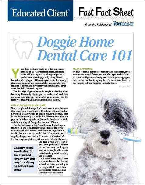 Doggie Home Dental Care
