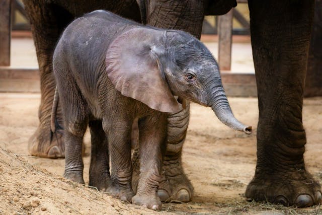 Newborn elephant arrives at the Toledo Zoo