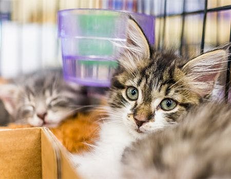 veterinary-cute-kittens-main.jpg
