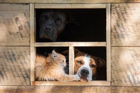 veterinary-company-of-two-dogs-and-little-kitten-looking-out-the-window-of-little-house-shutterstock-373585453_450.jpg