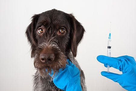 veterinary-dog-vaccine-vaccination-gloves-AdobeStock_193120007-450.jpg