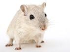 Effect of Lonely Mouse Syndrome in a Drug Safety Study