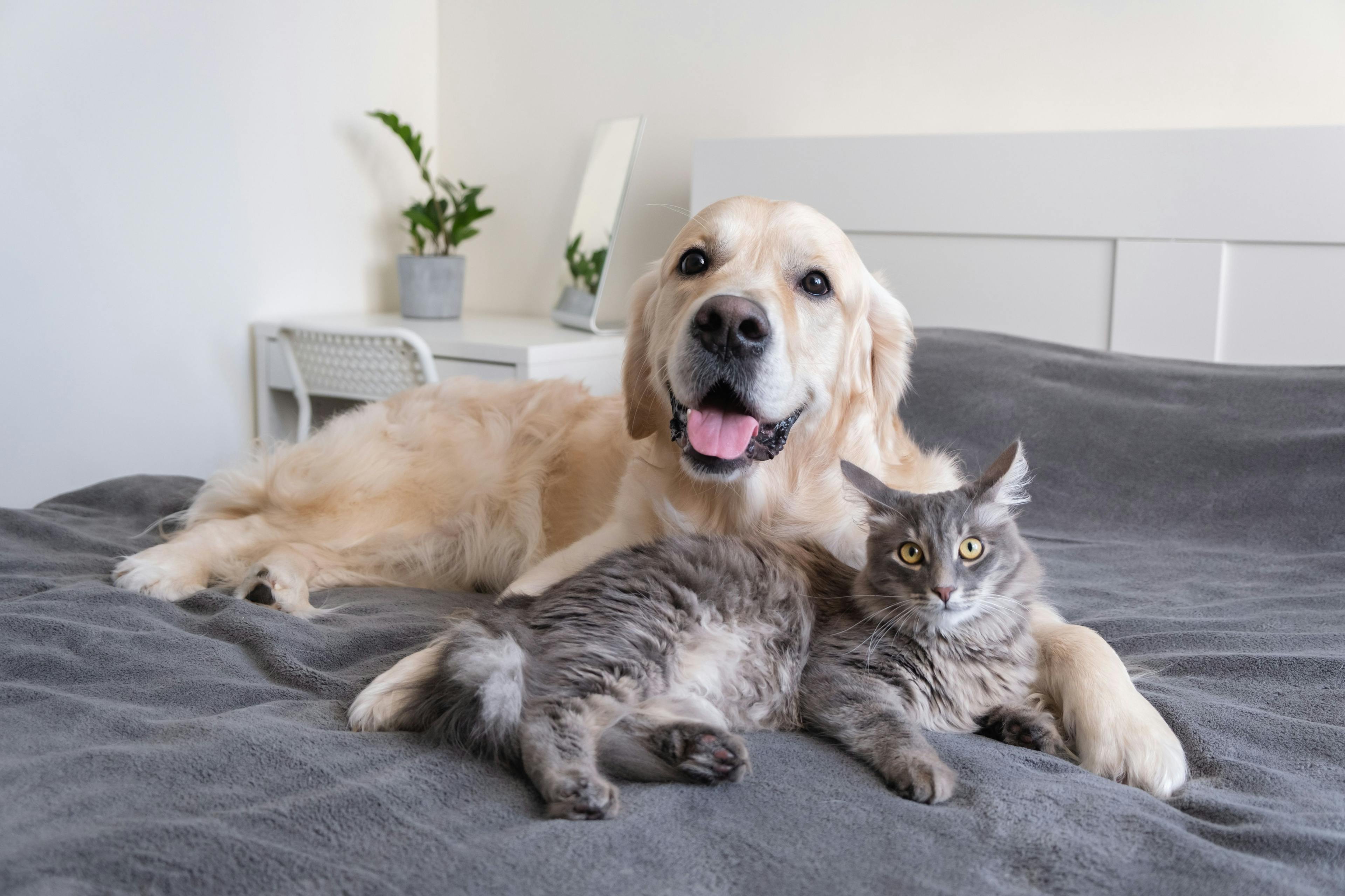 Prevention and treatment of dermatologic fungal disease in dogs and cats