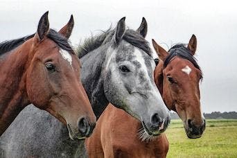 New Treatment Helps Horses Breathe Easier