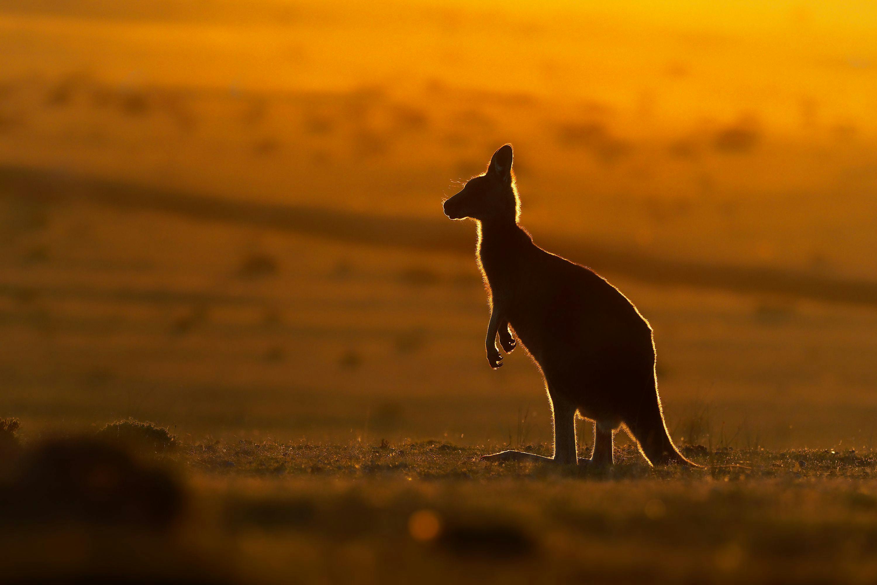 Veterinary scene Down Under: The latest for VetChip, plus new wildlife rescue app and more