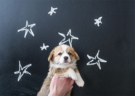 veterinary-dog-chalkboard-stars_AdobeStock_157504143-450.jpg