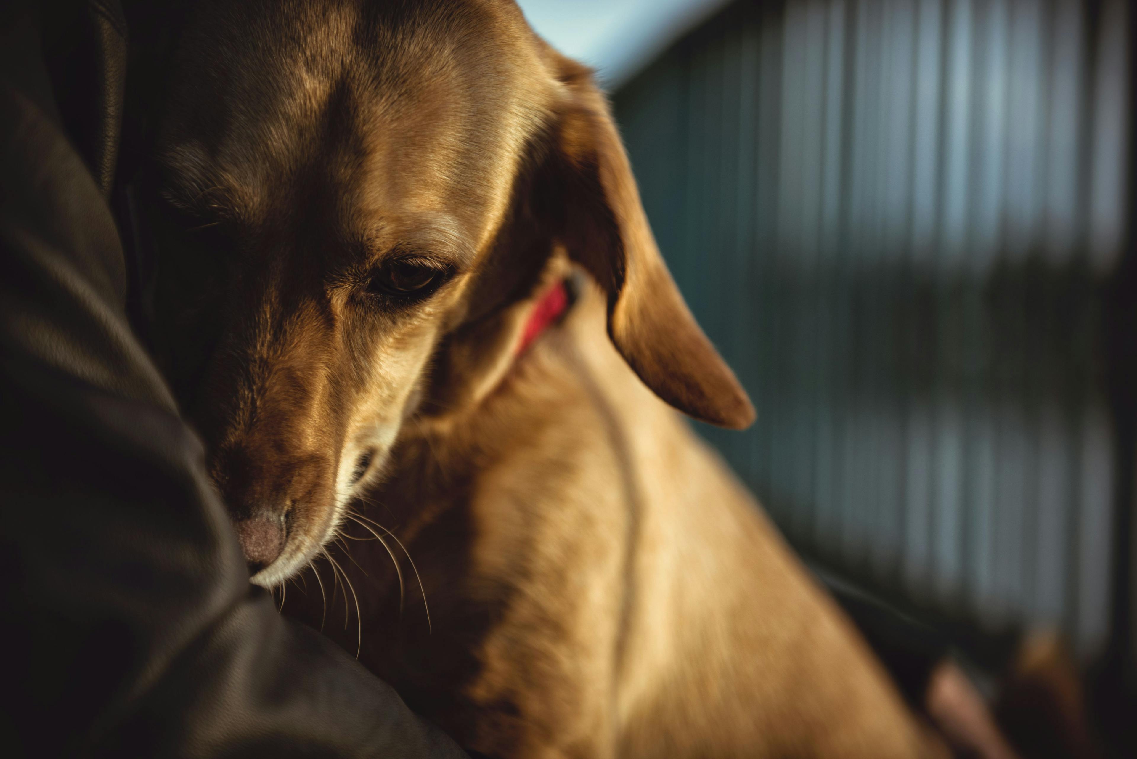 PetHub joins forces with National Band & Tag Company to help lost pets return home