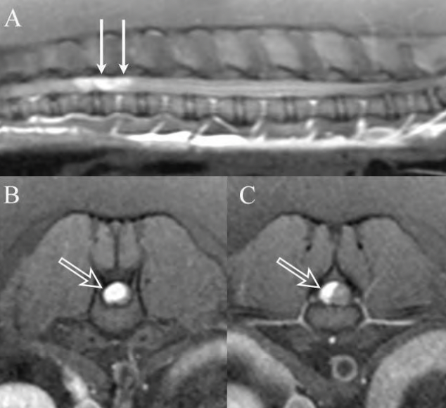 Case report: canine spinal cord nephroblastoma