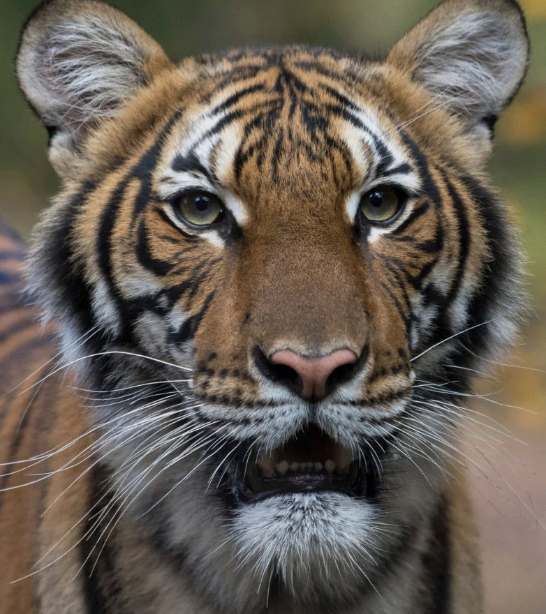 Bronx Zoo tiger tests positive for COVID-19