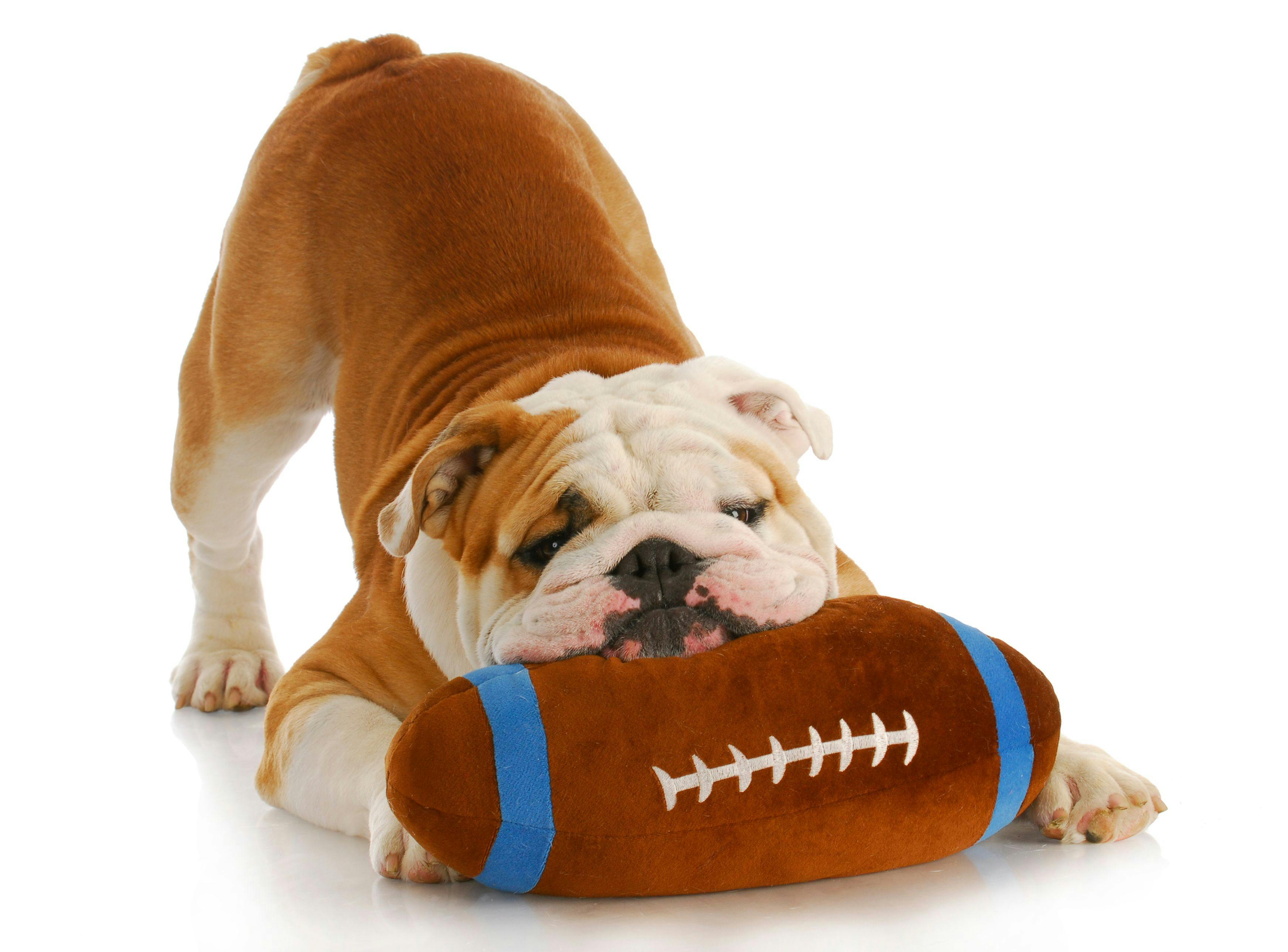Pet safety for this Super Bowl Sunday