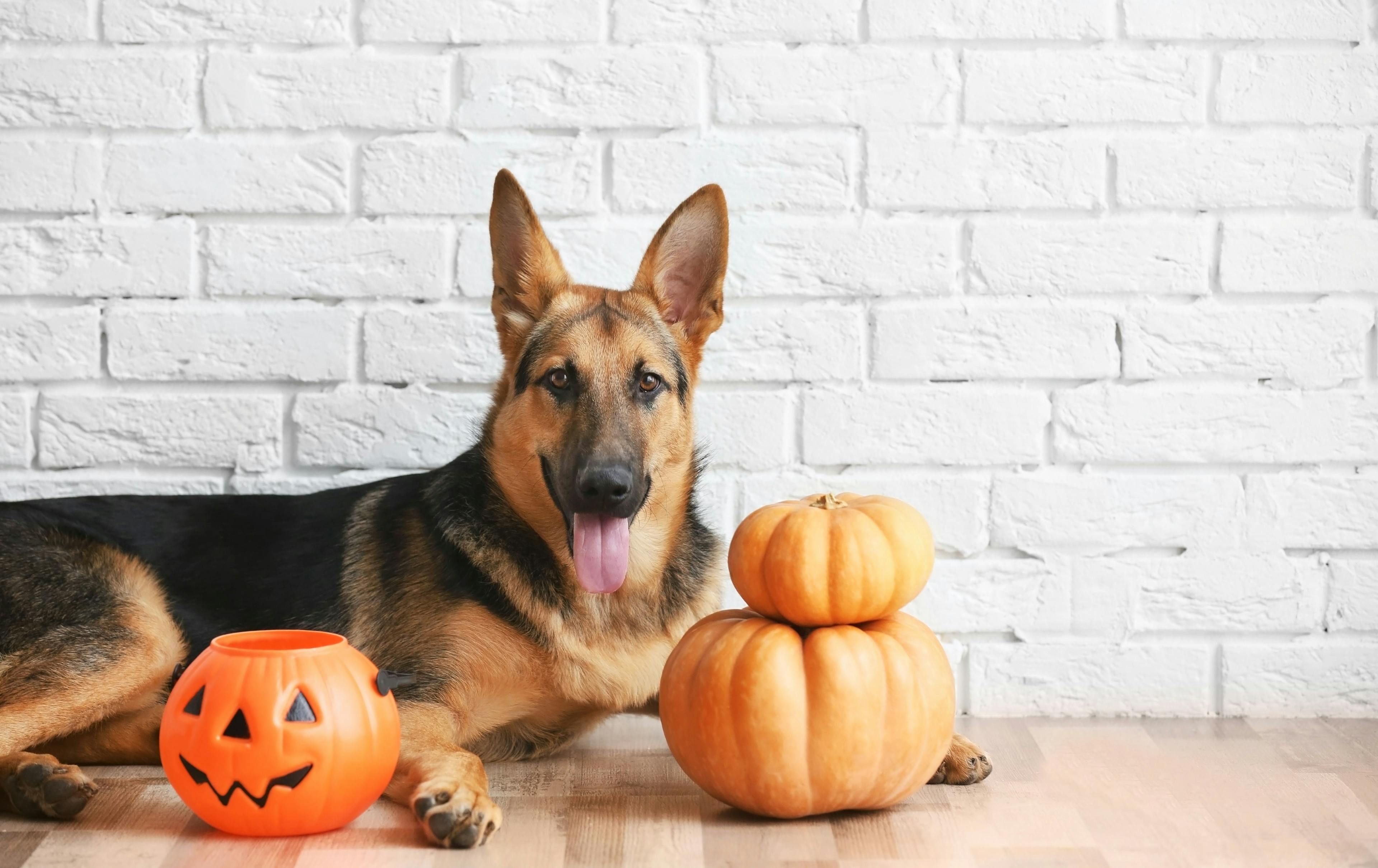 News-wrap up: This week's veterinary news, plus pet safety tips for Halloween