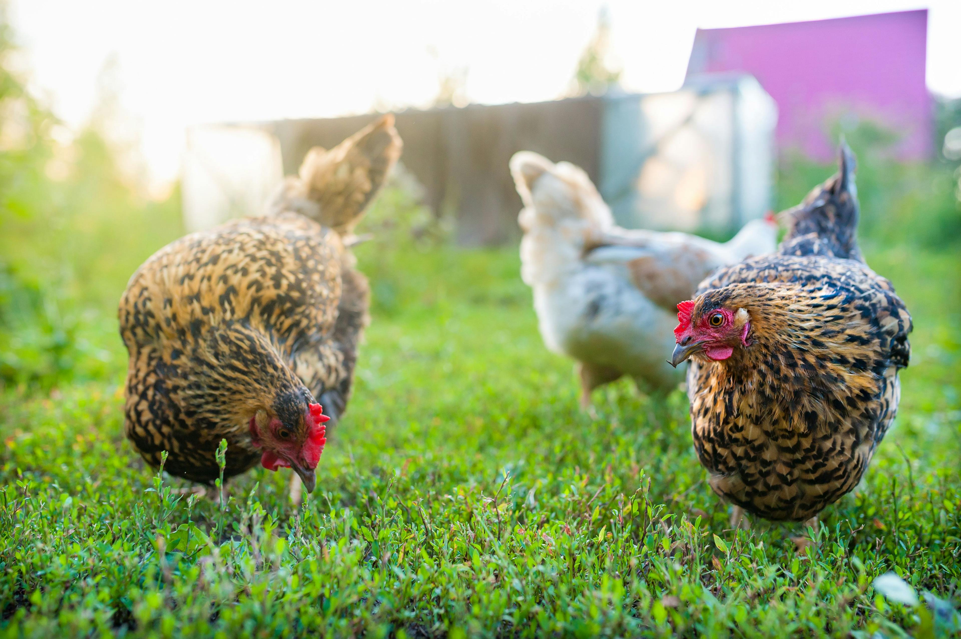 Recognizing and preventing infectious diseases in chickens