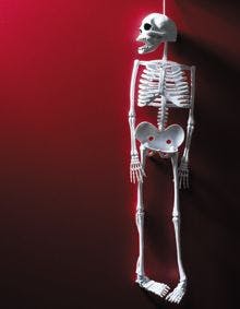 veterinary-skeleton-toy-red-71929396_220.jpg