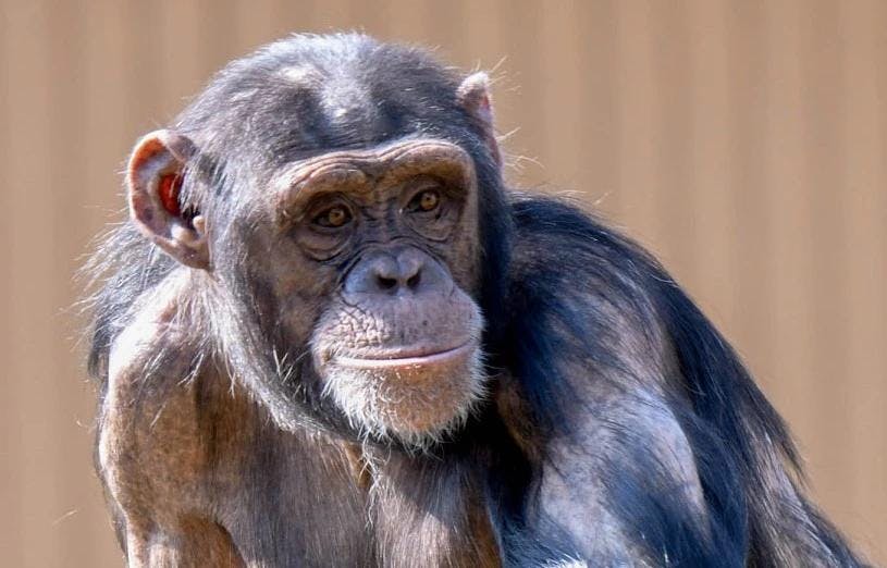 OKC chimpanzee, Nina, is expecting an infant in the fall (Photo courtesy of the OKC Zoo). 