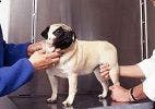 Canine OsteoArthritis Staging Tool Now Available