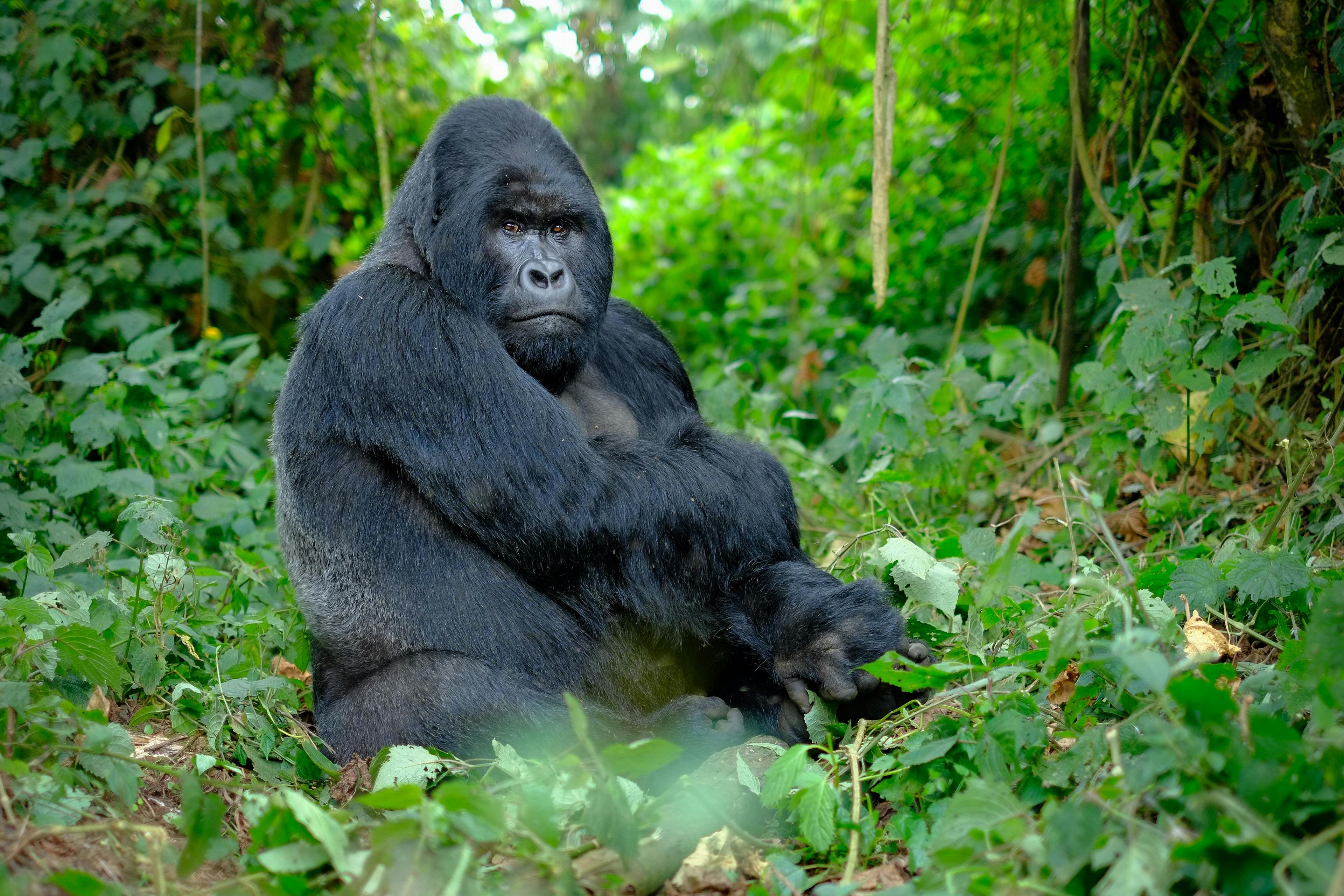 Sustaining the captive gorilla population, one ForageFeeder at a time