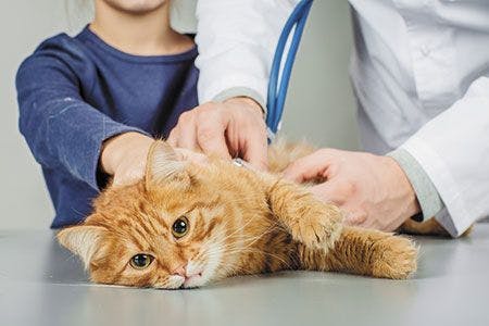 veterinary-cat-in-hospital-450px-shutterstock-535275766.jpg