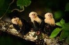 Do I Know You? The Use of Facial Recognition by Capuchins