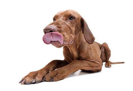veterinary-dog-lick-tongue-lying-down-AdobeStock-261598340-450px.jpg