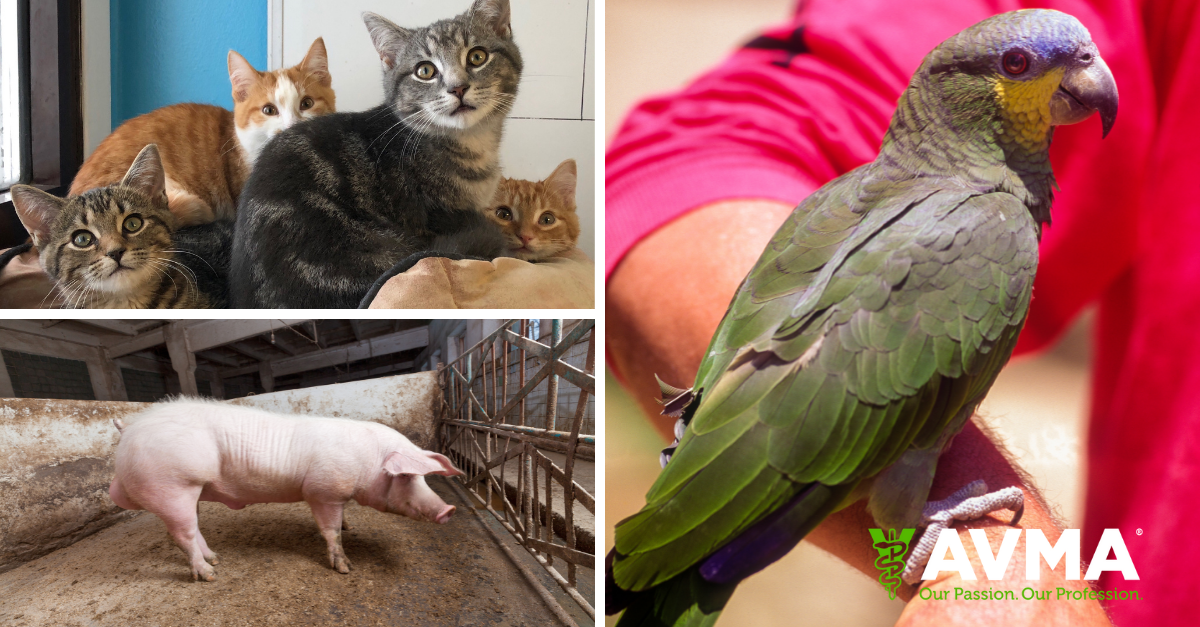 AVMA reveals 2021 Animal Welfare Assessment Contest winners 