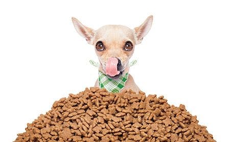 veterinary-chihuahua-dog-small-food-nutrition-bandana-hungry-color-edit-AdobeStock_89778537-450.jpg