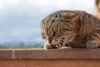 After Rabid Cat Attack, Safe Practices Vital