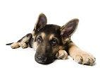 When Is the Best Time to Neuter German Shepherds?