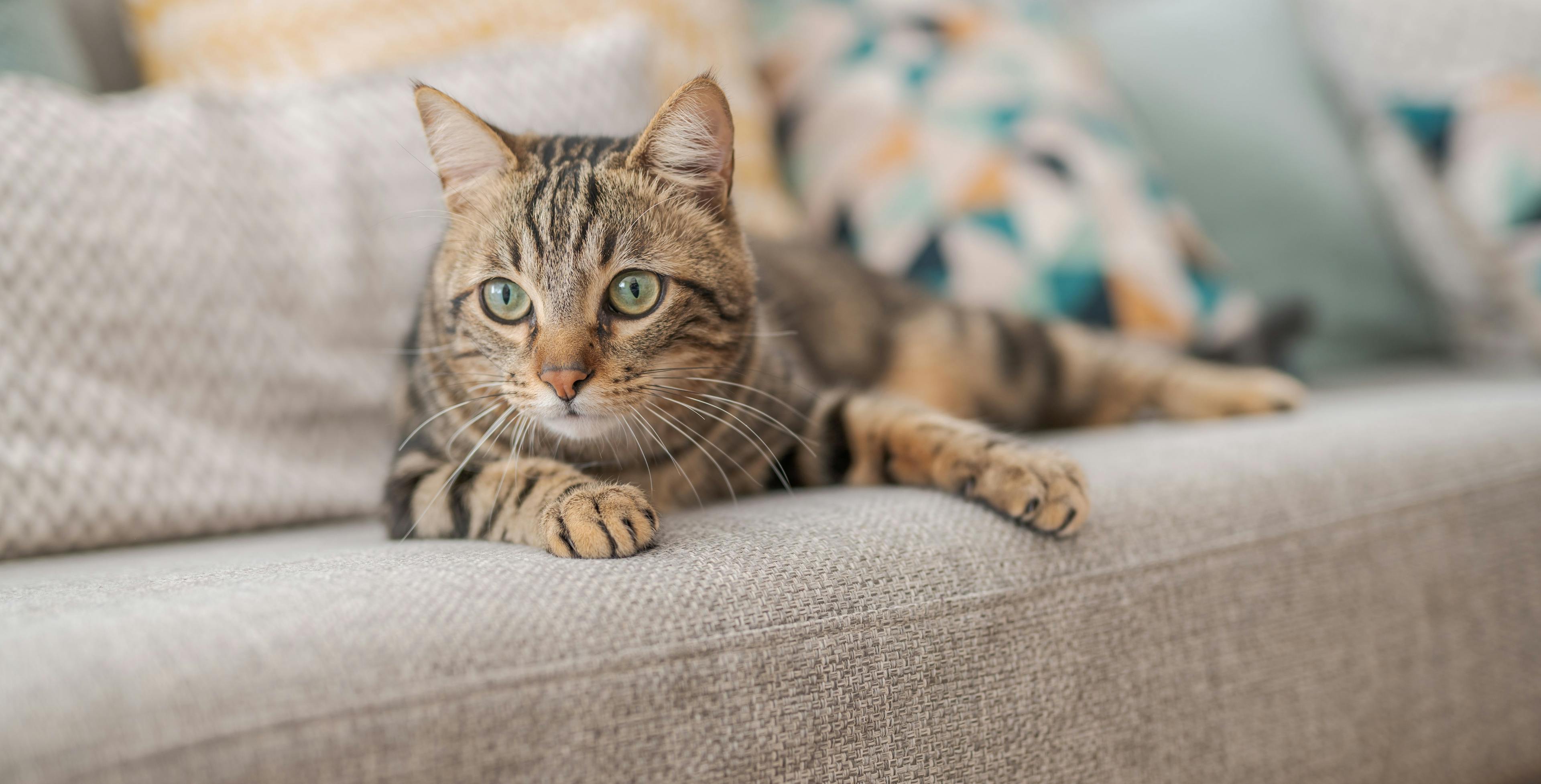 FDA approves generic topical parasiticide for cats 