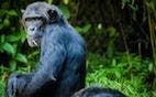 Common Cold Can Kill Healthy Chimpanzees
