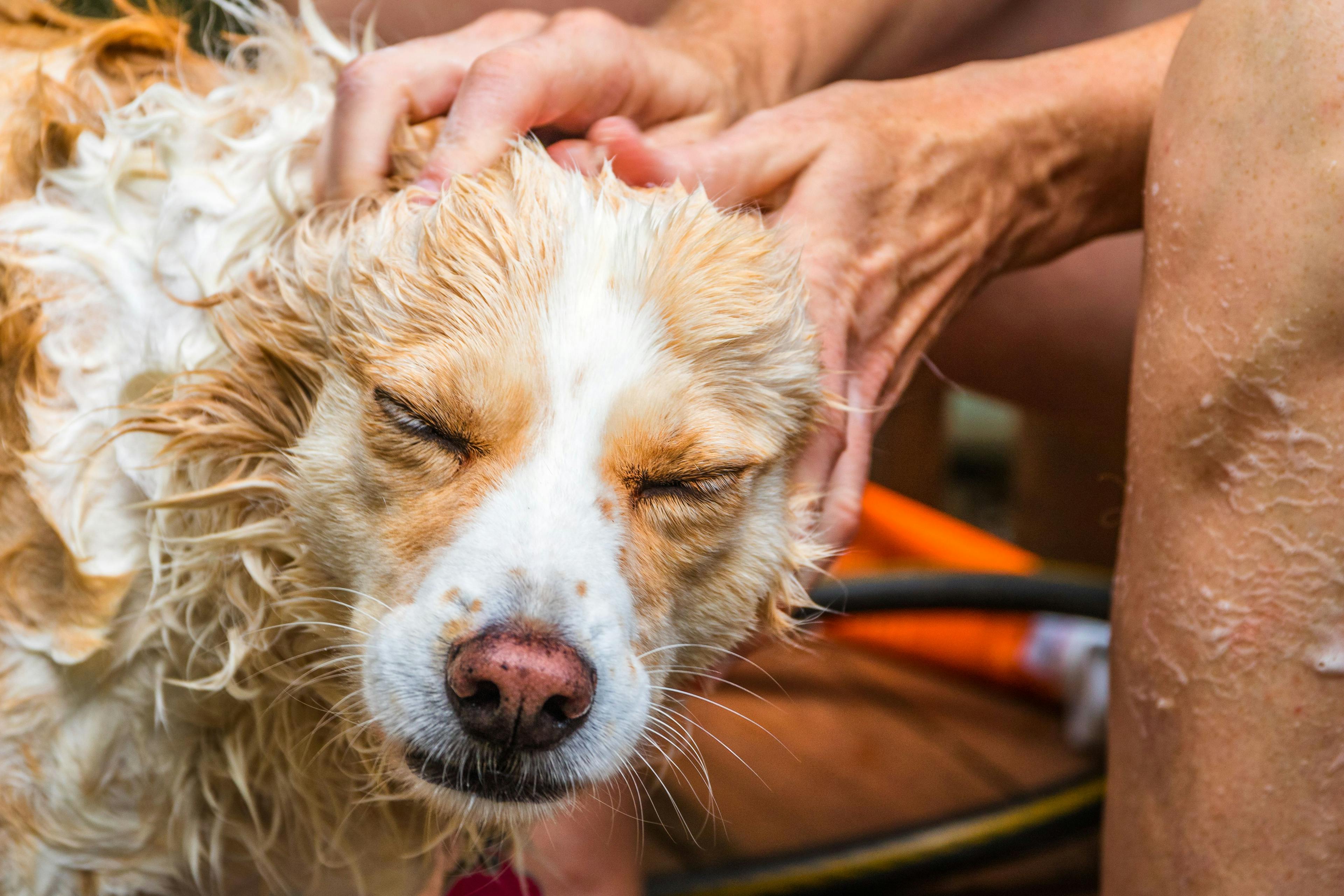 Emergency teams creates new canine decontamination guidelines 