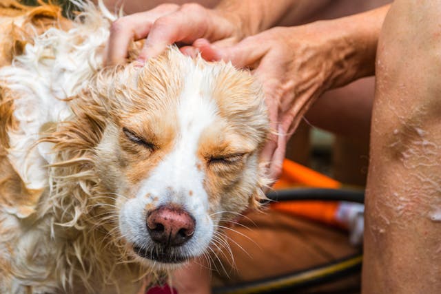 Emergency teams creates new canine decontamination guidelines 