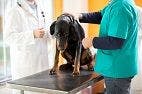 UPDATE: Conditionally Approved Canine Lymphoma Drug Receives FDA Grant