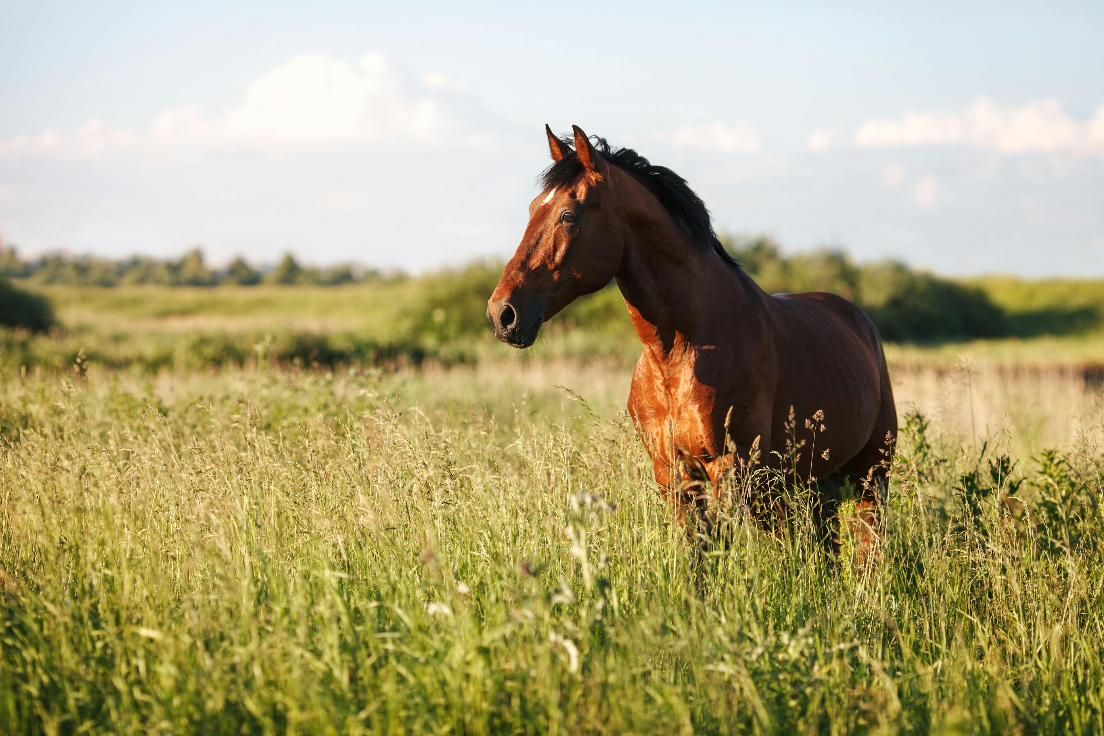 Endoscopy and respiratory disease in horses