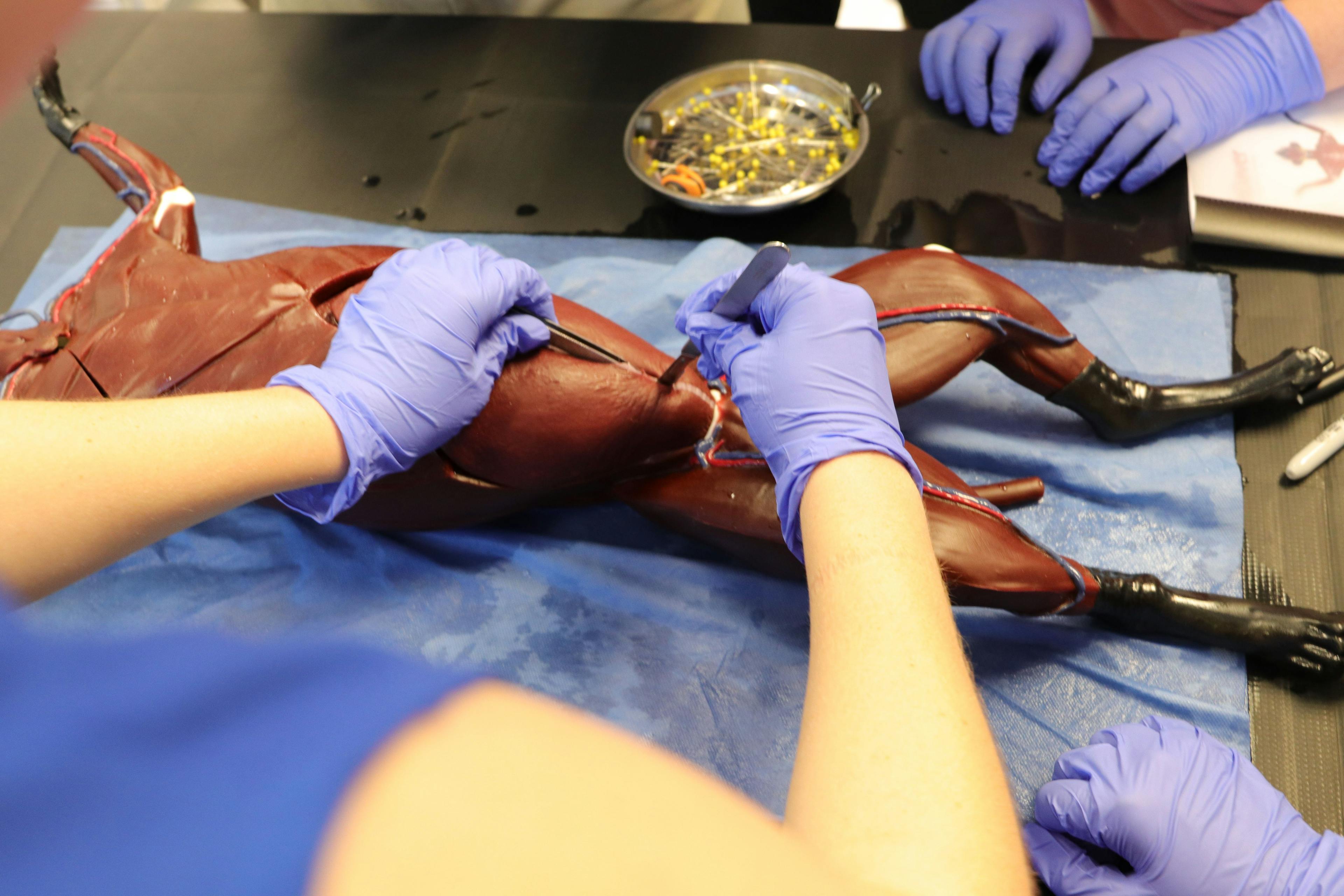 Veterinary students using SynDaver's new synthetic feline surgical training model. (Photo courtesy of SynDaver)