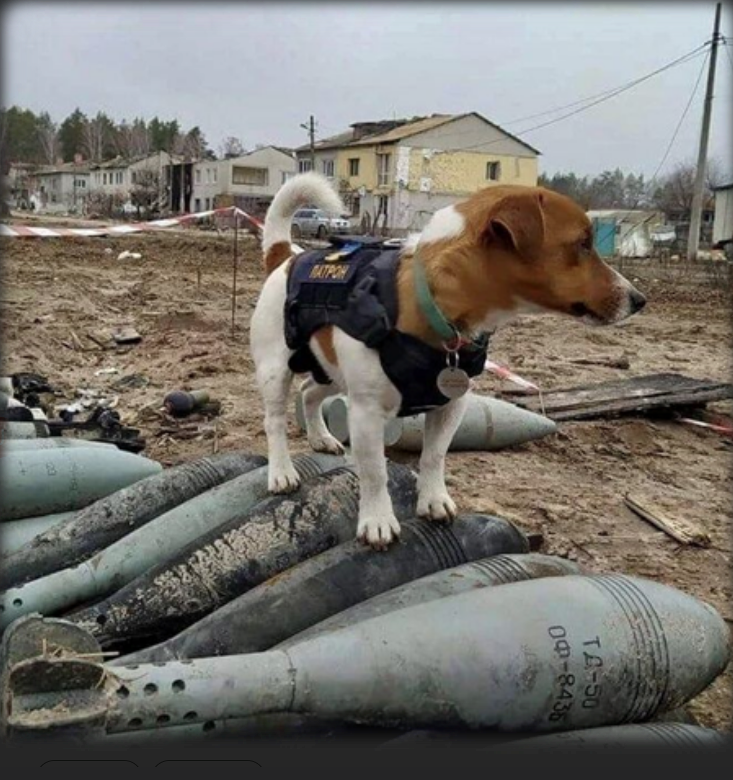 Dog on a bomb