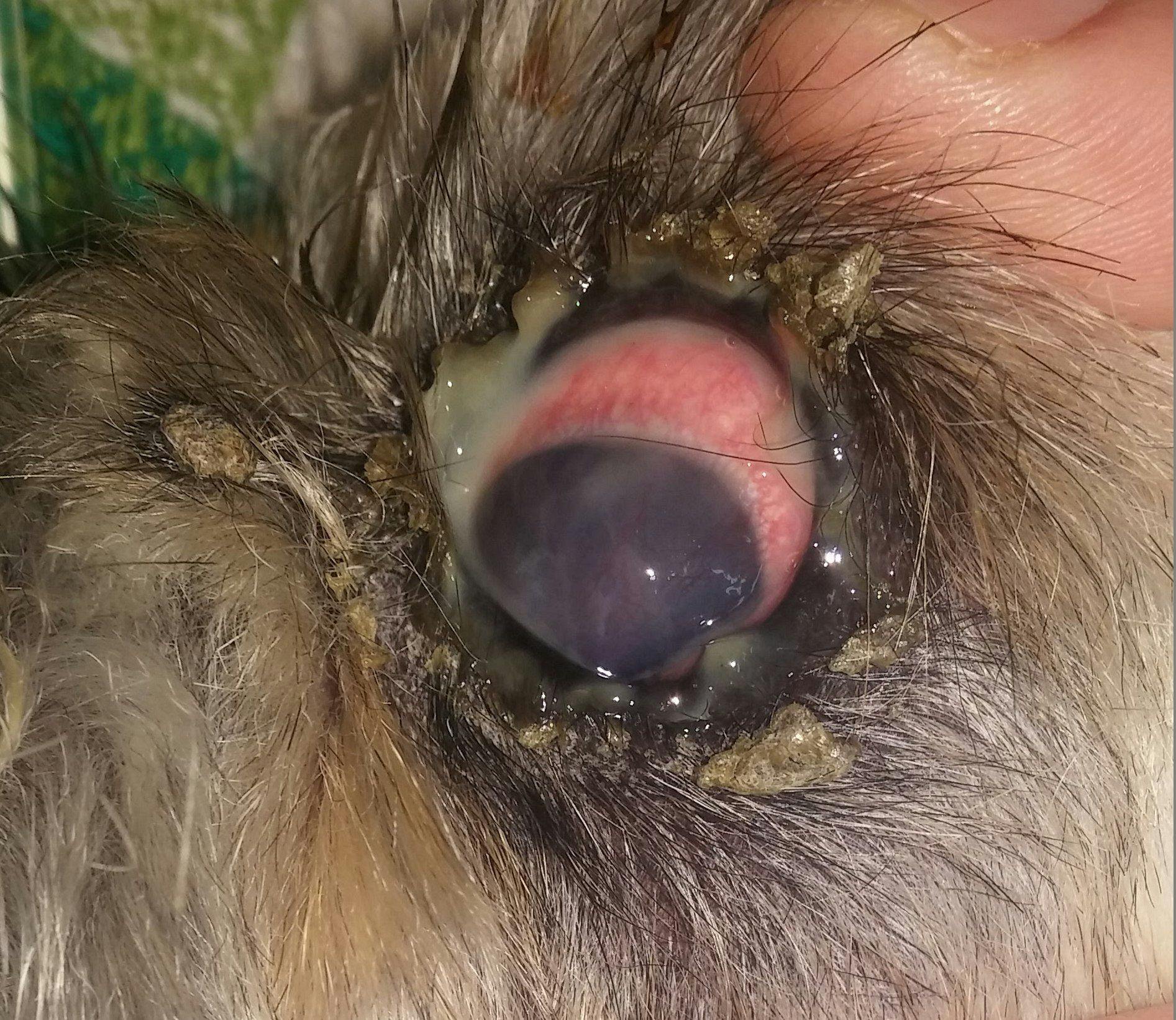 Figure 2. Purulent discharge and conjunctival hyperemia are evident in this dog with KCS. The cornea is totally opaque due to pigmentation, cellular infiltration, fibrosis, and vascularization, rendering this eye blind.