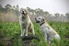 Evolutionary Map of Dog Breeds Yields Insights into Breed Origins