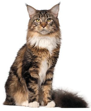 Veterinary-portrait-of-maine-coon-cat-10-months-old-sitting-in-front-of-white-background-102563039-body.jpg