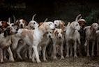 Research Links Tularemia to Hunting Dogs