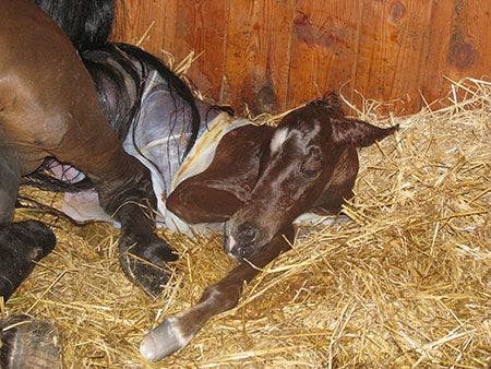 veterinary-horse-foal-birth-sac-AdobeStock_114978781-450.jpg