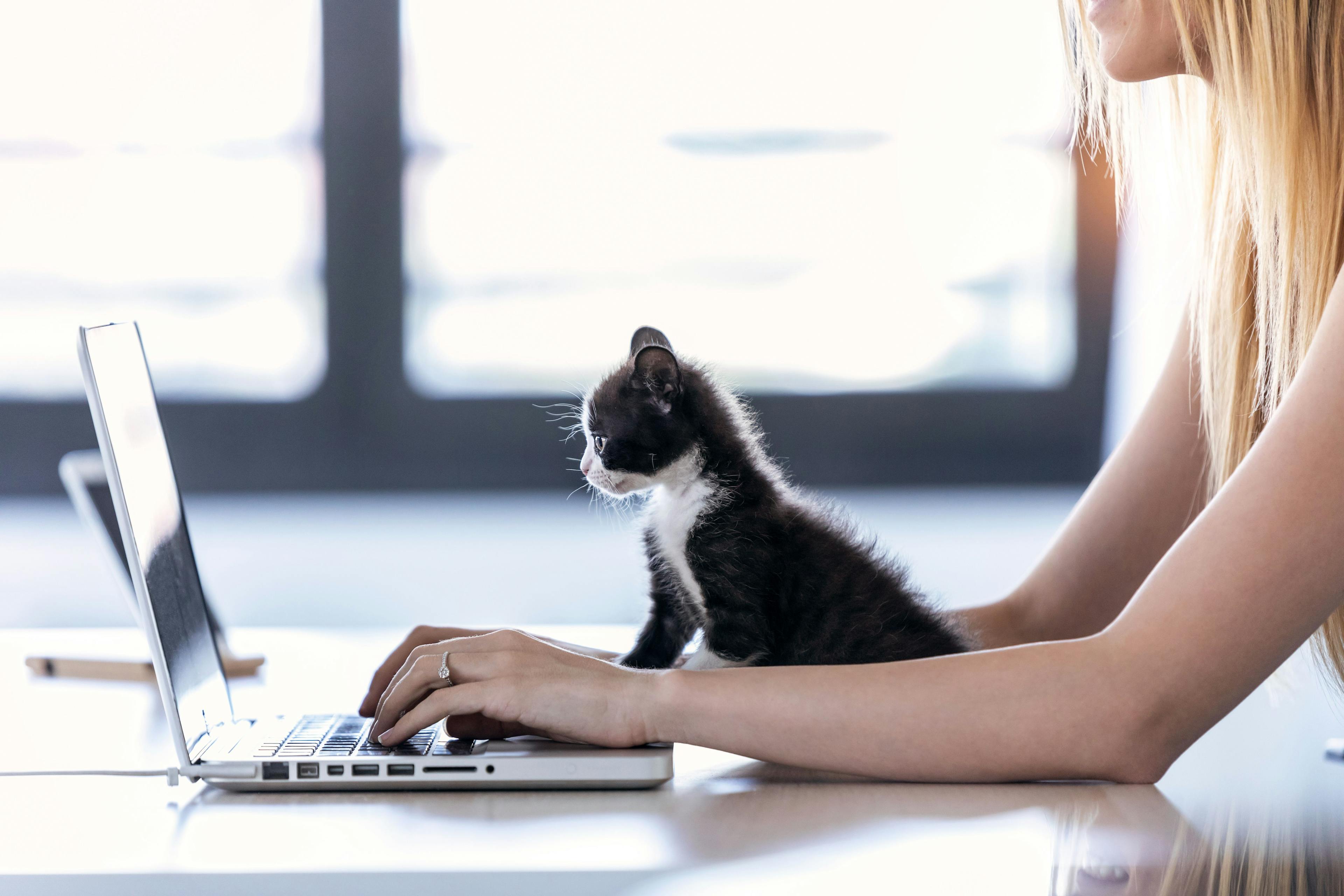 cat looks at laptop screen as owner types