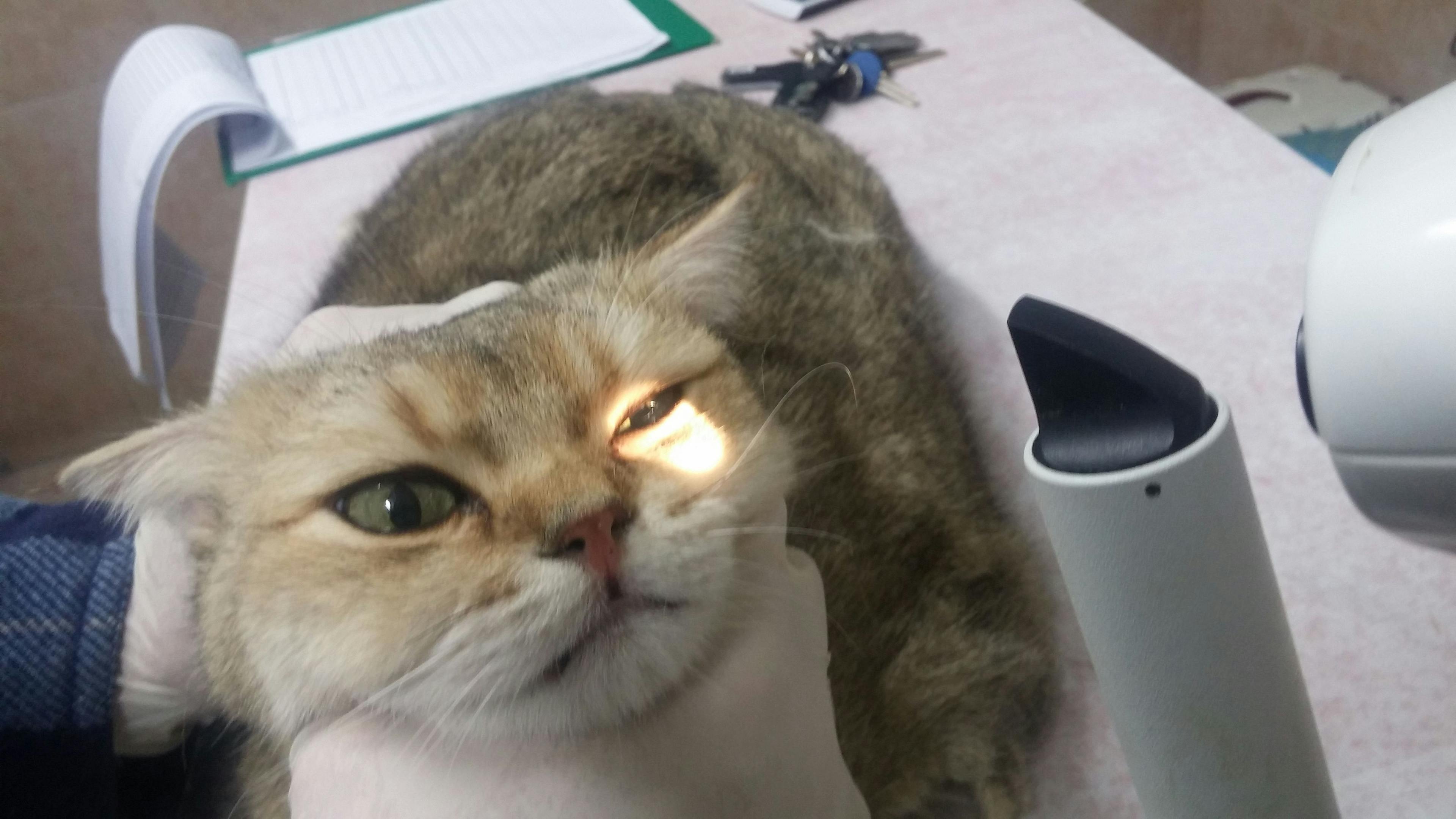 giving cat an eye exam