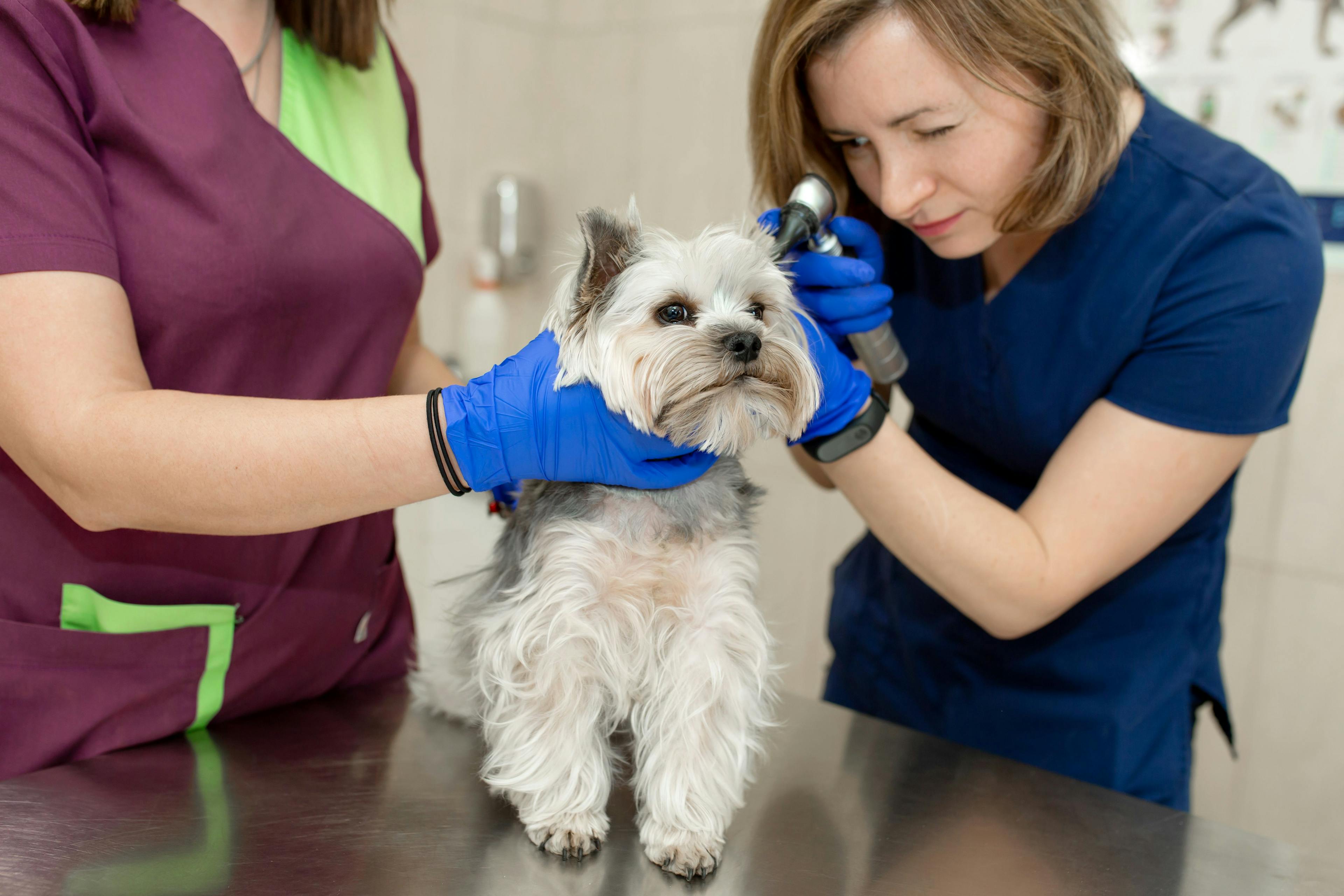 Veterinarian or technician examining dog's ears